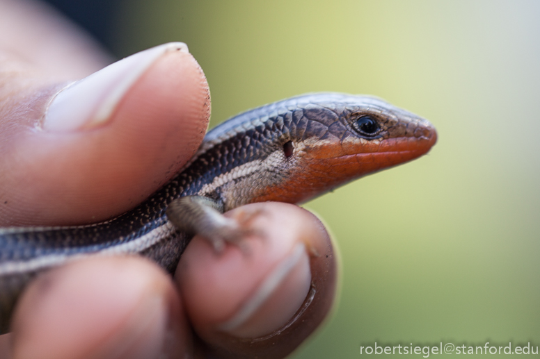 skink